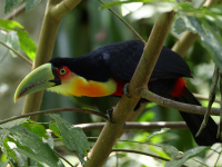 FL6A6817Red-breasted_Toucan