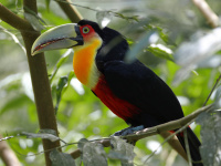 FL6A6860Red-breasted_Toucan