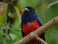 FL6A6875Surucua_Trogon