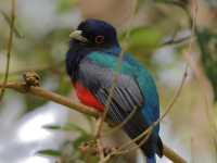 FL6A6906Surucua_Trogon