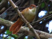 FL6A6982White-eyed_Foliage-gleaner
