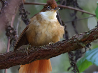 FL6A7009White-eyed_Foliage-gleaner