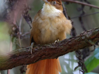 FL6A7016White-eyed_Foliage-gleaner
