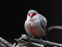 FL6A0391Common_Waxbill