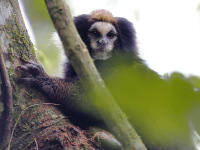 FL6A0469Buffy-tufted_Marmoset