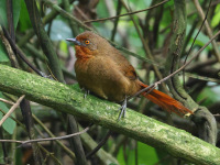 FL6A0533Orange-eyed_Thornbird