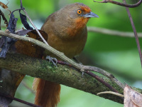 FL6A0560Orange-eyed_Thornbird
