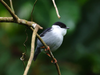FL6A0595White-bearded_Manakin