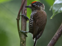 FL6A0744White-barred_Piculet