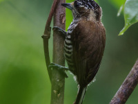 FL6A0800White-barred_Piculet