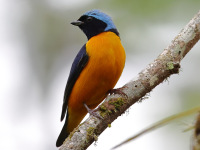FL6A1327Golden-rumped_Euphonia