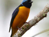 FL6A1341Golden-rumped_Euphonia