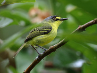 FL6A1400Gray-headed_Tody-Flycatcher