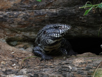 FL6A1412Tegu_Lizard