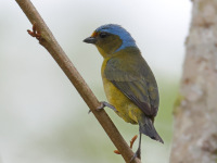 FL6A1479Female_Golden-rumped_Euphonia