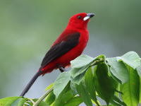 FL6A1496Brazilian_Tanager