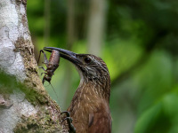 FL6A1551White-throated_Woodcreeper