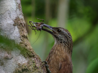 FL6A1554White-throated_Woodcreeper