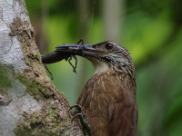 FL6A1571White-throated_Woodcreeper