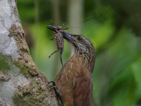 FL6A1584White-throated_Woodcreeper