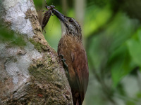 FL6A1593White-throated_Woodcreeper