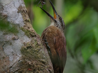 FL6A1611White-throated_Woodcreeper