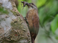 FL6A1623White-throated_Woodcreeper
