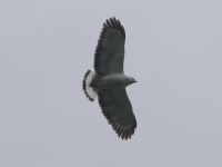 FL6A1694White-necked_Hawk