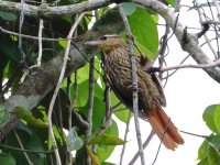 FL6A1717Pale-browed_Treehunter