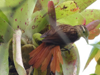 FL6A1738Pale-browed_Treehunter