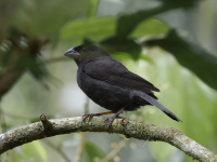 FL6A1911Sooty_Grassquit