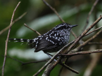 FL6A2208Scaled_Antbird