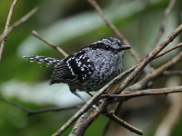 FL6A2216Scaled_Antbird