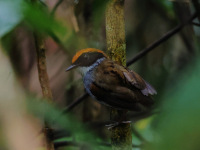 FL6A2289Black-cheeked_Gnateater