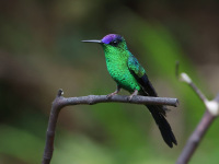 FL6A2343Violet-capped_Woodnymph