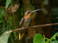FL6A2503Saw-billed_Hermit