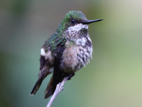 FL6A2779Female_Festive_Coquette