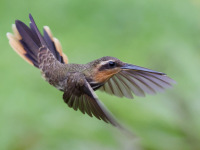FL6A2798Saw-billed_Hermit
