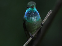 FL6A2812Versicolored_Emerald