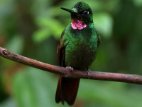 FL6A3036Brazilian_Ruby