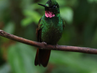 FL6A3040Brazilian_Ruby