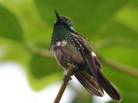 FL6A3086Festive_Coquette