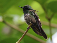 FL6A3137Festive_Coquette