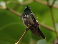 FL6A3152Festive_Coquette