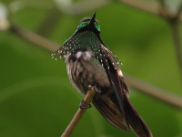 FL6A3166Festive_Coquette
