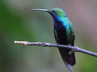 FL6A3345Black-throated_Mango