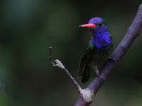 FL6A3513White-chinned_Sapphire