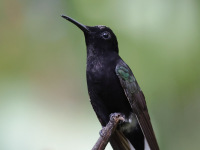 FL6A3594Black_Jacobin
