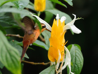FL6A3670Reddish_Hermit