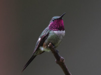 FL6A3768Amethyst_Woodstar